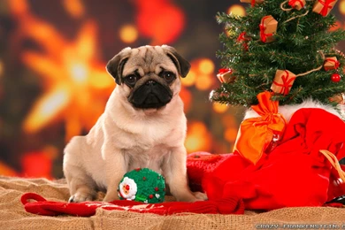 Christmas Dog Wallpapers   Crazy Frankenstein