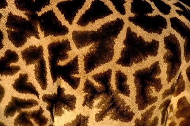 Animal Pattern Photos, Picture Gallery, Desktop Wallpapers ...