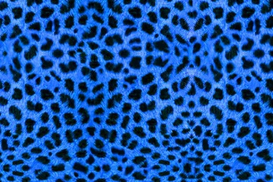 Pictures > Blue Animal Print