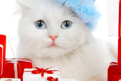 Free Christmas Cats Wallpapers Download ~ Toptenpack.com