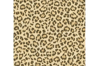 Colorful Zebra Print, Print Wallpapers Animal Print Theater In A ...