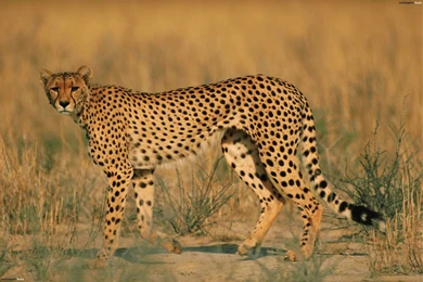Standing Adult Cheetah HD Wallpapers