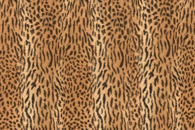 Animal Skin Patterns