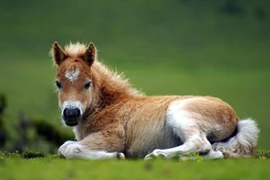 Cute Horse >> HD Wallpaper, Get It Now!