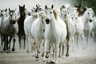 Images For: Beautiful Cute White Coloured Horse Pictures / Photos ...