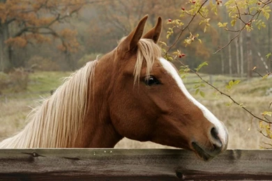 2560x1600px Brown Cute Horses
