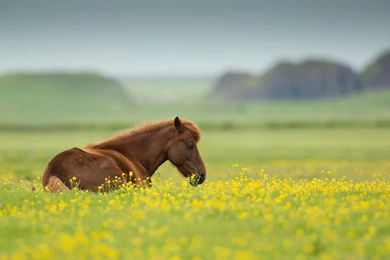 Cute Ponies Wallpapers   Animal Wallpapers
