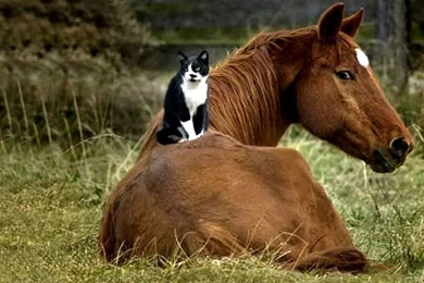 12 Photos Of Cats Riding Horses