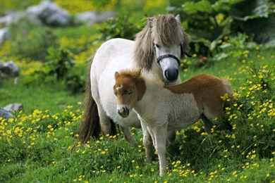 Cute Horse Cub