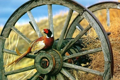 Pheasant2.jpg