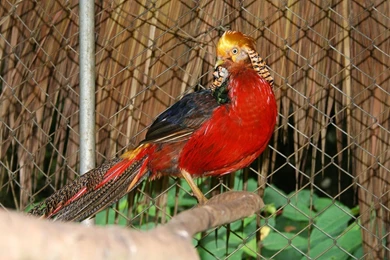 Golden Pheasant Birds HD Wallpapers