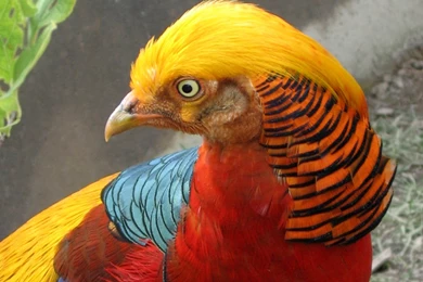 Pheasant Wallpapers   Animals Town