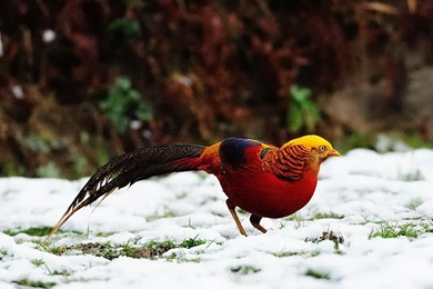 Golden Pheasant Birds HD Wallpapers