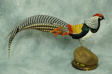 Beautiful And Attractive Golden Pheasant Wallpapers – Photography ...