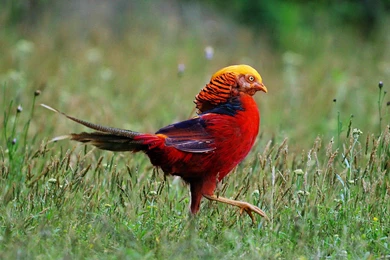 Golden Pheasant Computer Wallpapers, Desktop Backgrounds ...
