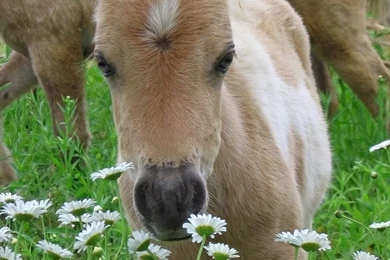 Cute Baby Horse Pictures   Wallpapers HD Base