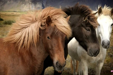 Horses Cute Horse Horses Pictures For Desktop ~ Horses For HD 16:9 ...