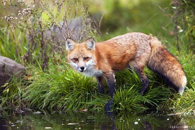 Ring Necked Pheasant HD Wallpapers   IHD Wallpapers