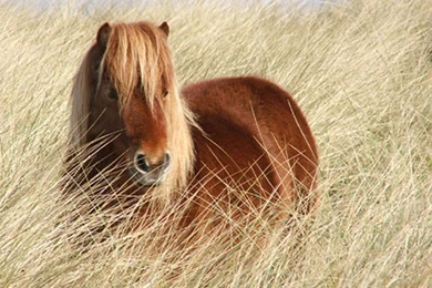 Horse Wallpapersfree Wallpapers