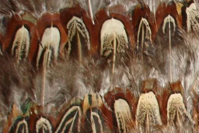 Pheasant Feather Wallpaper, View Pheasant Feather Wallpapers From ...
