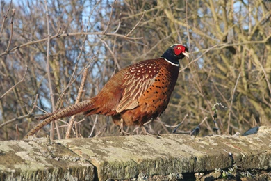 Pheasant Warming Up On A Wall By GailJohnson On DeviantArt