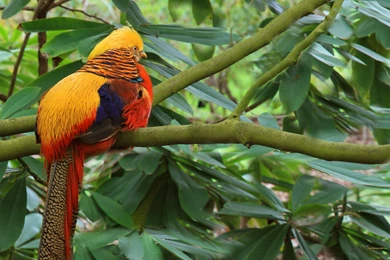 Golden Pheasant Branch Wallpapers And Images Wallpapers ...