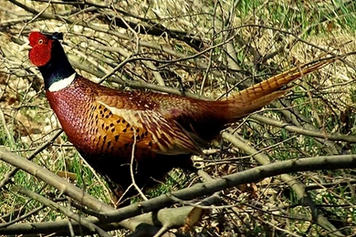 Birds: Pheasant Color Birds Pen Best Wallpapers For HD 16:9 High ...
