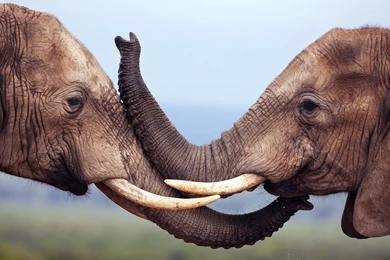 Elephant,  wildlife, Couple, Lovely, Kiss, Animal Photos, Wallpapers