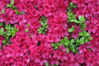 Fuchsia Colored Flowers   Wallpaper.