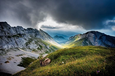 Mountain Wildlife, Grass, Wild Goat, Sky, Cloud, Photography ...