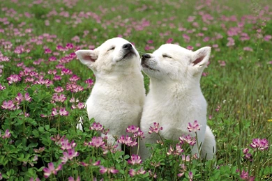 Free Wallpapers   Free Animal Wallpapers   Cute Animals 1 Wallpapers ...