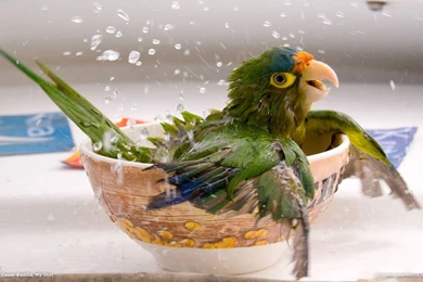 WildLife HD Wallpapers