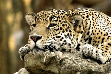Wildlife Animals Pictures   Wallpapers HD Wide