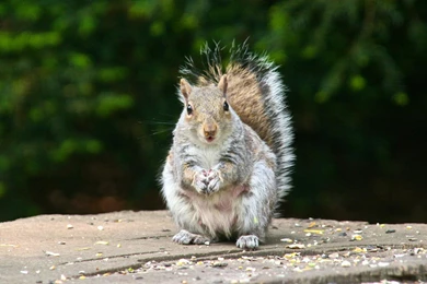 Cute, Animal, Background, Spring, Wallpapers, Gallery, Animals (