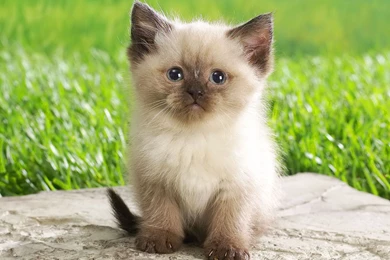 Beautiful And Cute Animals Wallpapers 2 Cute Animal Wallpapers ...