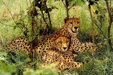 Wildlife Wallpapers Hd 1366X768 3 Free Hd Wallpapers   Hdnaturewall.com