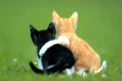 Cute Animal Wallpapers Q8J   MYWALLPAPERWORLD.COM