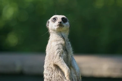 Animal Backgrounds   1424316