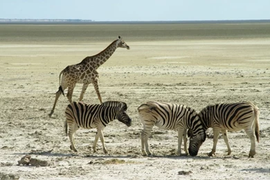 Etosha National Park HD Desktop Wallpapers : Widescreen : High ...