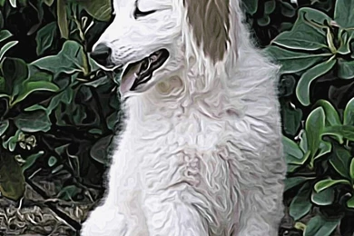 Akamaru By Ask Akamaru On DeviantArt