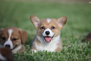Welsh Corgi Puppies Wallpapers   Animal Wallpapers