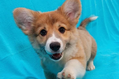 Corgi Puppy Wallpapers   1280x800   224725