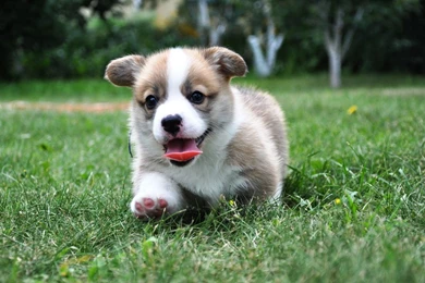 Pic > Corgi Puppy Iphone Wallpapers
