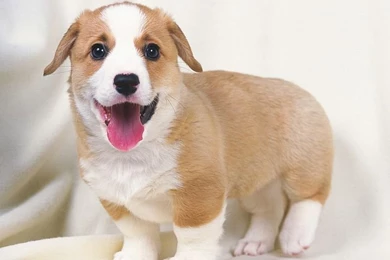 1600*1200 Cute Welsh Corgi Puppy   Welsh Corgi Puppies Photos 41 ...