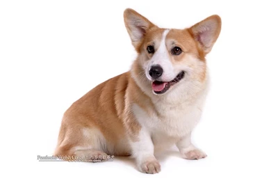 Pembroke Welsh Corgi Dogs And Pembroke Welsh Corgi Puppies ...