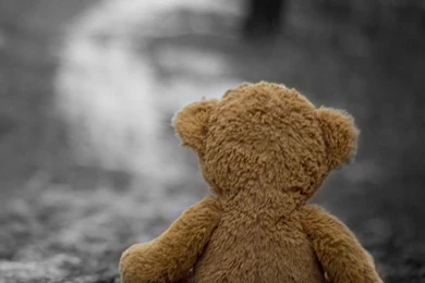 Teddy Bear In The Wood iPad Wallpapers Download