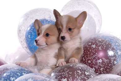 Pembroke Welsh Corgi Dogs And Pembroke Welsh Corgi Puppies ...