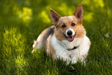 22 Corgi HD Wallpapers