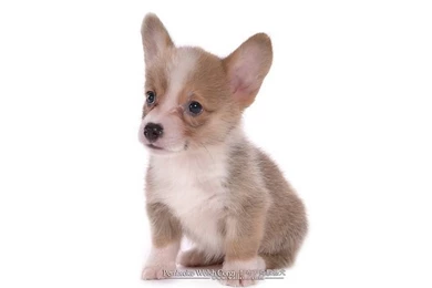 1600*1200 Welsh Corgi Puppy   Pembroke Welsh Corgi Photos 41 ...