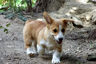 Free Wallpapers Pembroke Welsh Corgi Puppy